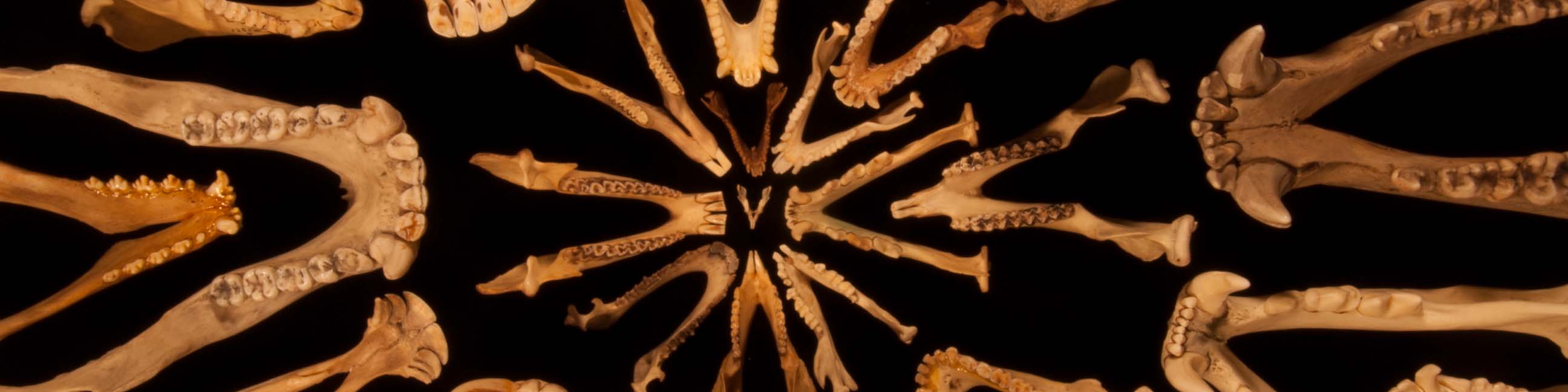 Mandibles